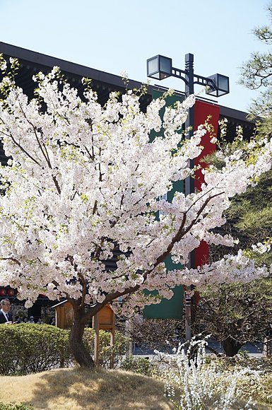 国立劇場の「駿河桜」の木