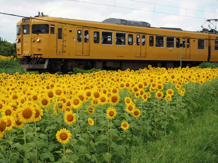 伯備線を走る黄色い115系。夏の「18きっぷ」旅なら、写真のようなひまわり畑に出会えるかも!? (C)朝日新聞社