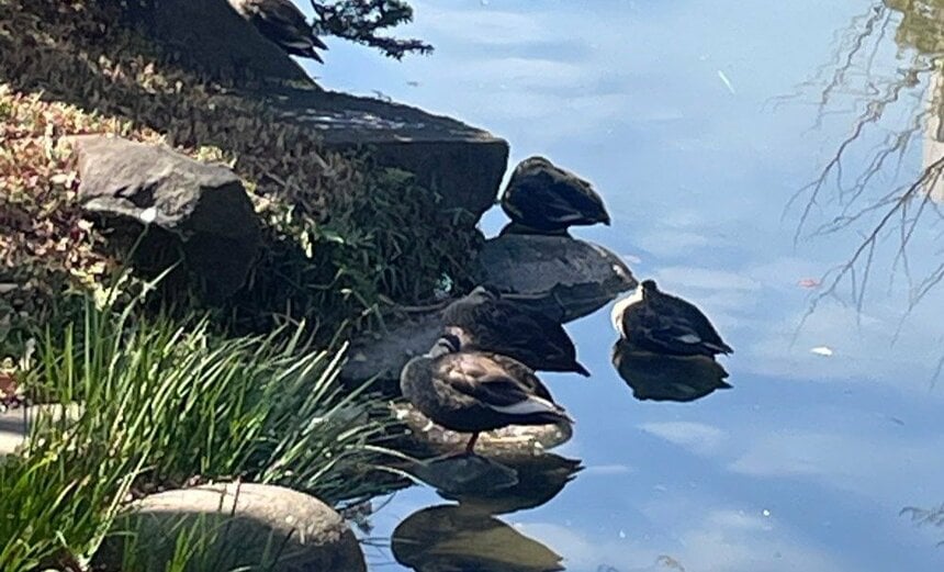 日比谷公園で寒そうに丸まっていたカルガモたち