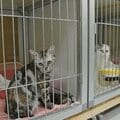 〈あのときの話題を「再生」〉ペットショップチェーンCoo&RIKU社長「ペットショップはなくなったらいい」 訴訟中の業界最大手が模索する“道”とは