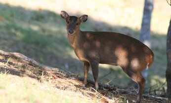 千葉・房総半島で「キョン」が大繁殖、北上して茨城県に迫る 「防衛ライン」で阻止できるか