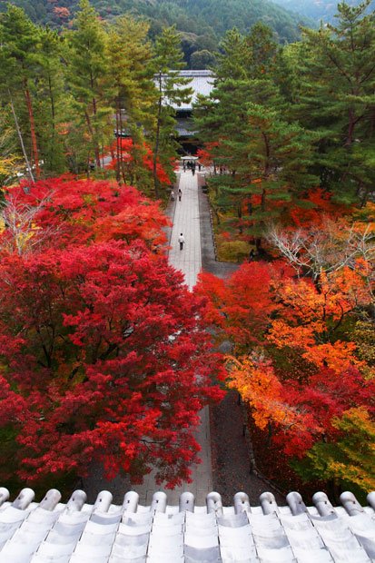 南禅寺／三門の拝観開始後すぐに上がれば、写真のように人の少ない参道を覆う紅葉が楽しめる。拝観自由の境内を早朝に散歩するのもおすすめで、水路閣周辺も見どころ。塔頭の天授庵も、昼夜ともに美しい（ｃ）星野佑佳