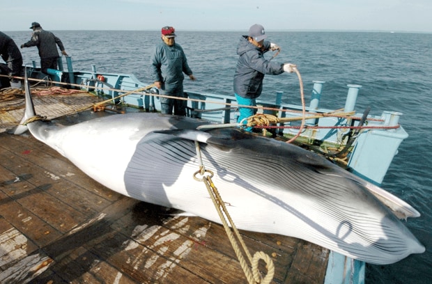 釧路沖の北西太平洋で、調査捕鯨のために捕獲されたミンククジラ。南極海での調査捕鯨を禁じられ、次は北西太平洋が焦点になる（代表撮影）　（c）朝日新聞社　＠＠写禁