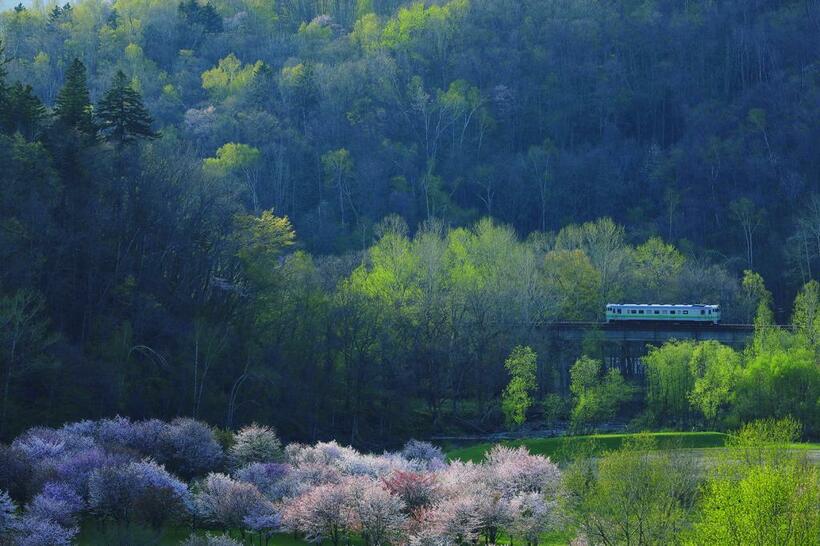根室本線（金山－東鹿越）。北海道で桜列車を撮影するのは、想像以上にむずかしい。そもそも北海道で咲く桜の種類と場所が限定されているわけで、そこに鉄道が関わる撮影地はほとんどない。そんな中、貴重な撮影地が南富良野にある。金山ダムで咲き誇るエゾヤマザクラだ。桜満開のタイミングを読むのがとてもむずかしい桜で、少ない列車本数と天候を条件に加えるとカメラマン泣かせである。桜と列車の撮影地として貴重だが、このエリアを走る根室本線は鉄道存続の危機にある。■キヤノンEOS 5D Mark IV・EF100～400ミリ