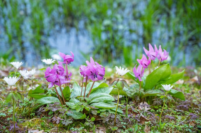 カタクリの花