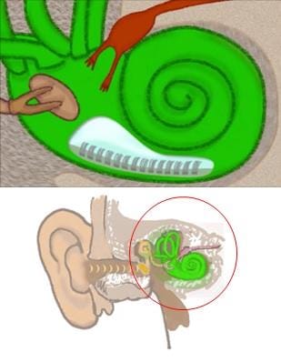 【内耳のイメージ図】“有毛細胞の毛”が加齢に伴ってハゲて薄くなると、耳の聞き取り能力が落ちる（図はあくまでイメージで、実際の内耳の構造はもっと複雑です）
