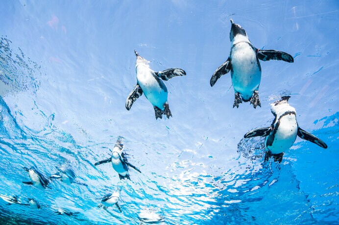 天空のペンギン（サンシャイン水族館）