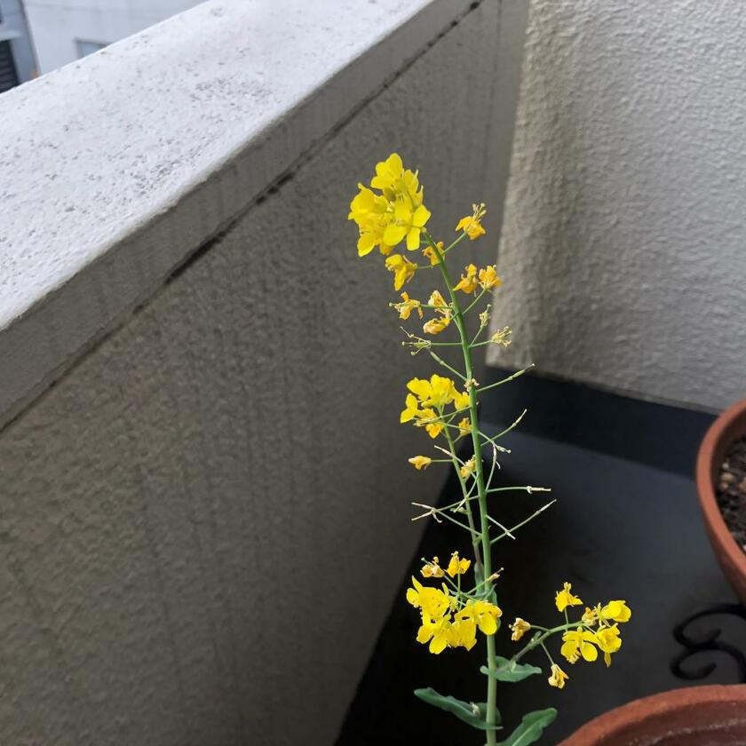 みな桜に夢中だがこの時期一気に咲くのは桜だけにあらず。我が家では野菜が一気に薹立ち（ｐｈｏｔｏ　本人提供）