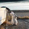 肩をほぐす白猫「あ~、これこれ。肩こりにはコレが効くニャ~」【沖昌之】
