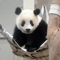 シャンシャン誕生の瞬間! 「飛び出てきた」小さな姿と大きな産声 スタッフは決意新たに【パンダ秘話】