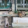 お茶目に敬礼するグレーの猫さん「よろしくであります。にゃっ!」【沖昌之】