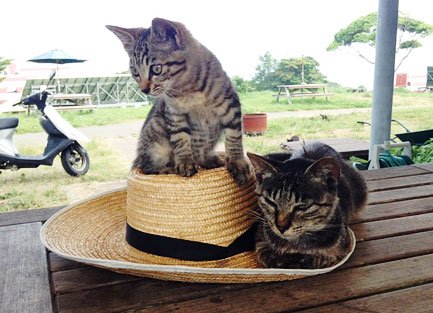 田代島の猫たち（写真：筆者提供）
