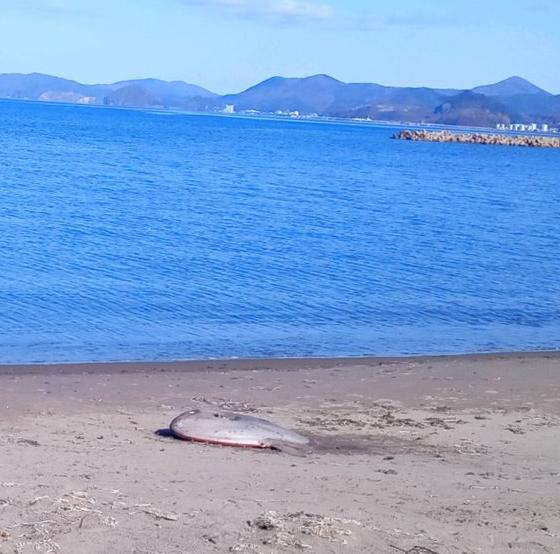 ヤリマンボウの座礁現場。青い空と青い海が映える砂浜に横たわるヤリマンボウが尽きた生命の切なさを感じさせる（C）Twitterユーザー