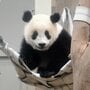シャンシャン誕生の瞬間！ 「飛び出てきた」小さな姿と大きな産声　スタッフは決意新たに【パンダ秘話】