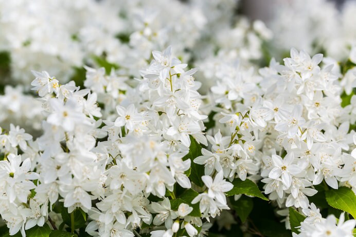 王朝人の愛した輝く純白の卯の花