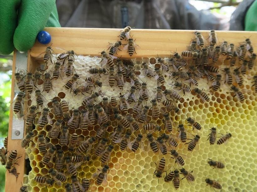コロナ禍で抗菌作用が注目されるハチミツ。写真はイメージです（撮影・堀井正明）