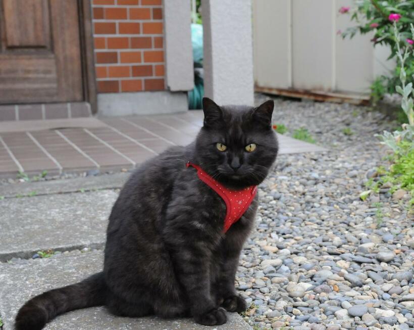 家の前でポーズを決めるボクちゃん。11歳の頃（写真はいずれも提供）