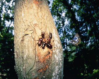 長野県南佐久郡で日本の国蝶オオムラサキが、樹液を吸っているカブトムシを見て舞っているところを撮影。世界各地で年間約6000枚蝶を撮って、気に入るのは20枚くらいしかないというから自分で掲げるハードルは高い