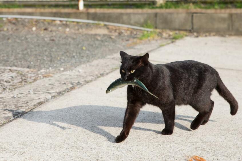 Canon EOS-1D X・f/5・1/1250秒・ISO250(撮影/猫写真家・沖昌之)