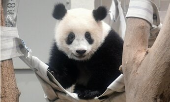 シャンシャン誕生の瞬間! 「飛び出てきた」小さな姿と大きな産声 スタッフは決意新たに【パンダ秘話】
