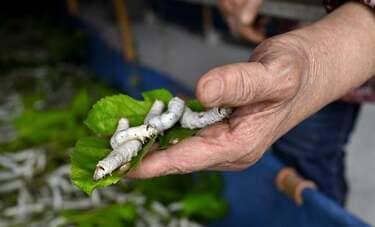 美しい絹織物の原料となる「おカイコさん」の繭をつくる養蚕農家