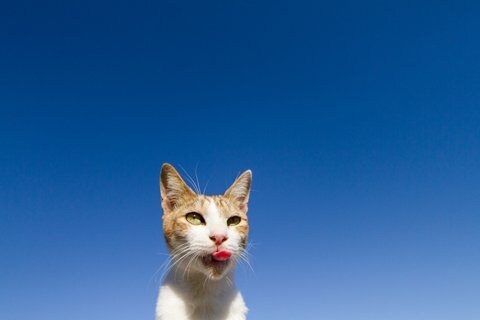 写真・図版（1枚目）| 2013-12-16 10:00