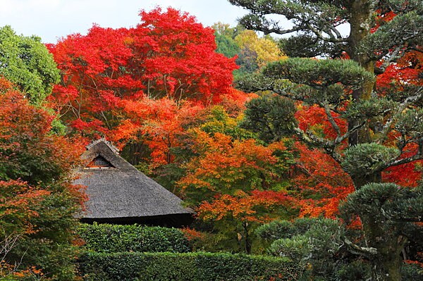 憧れの芭蕉を偲んで京都に再現した「芭蕉庵」
