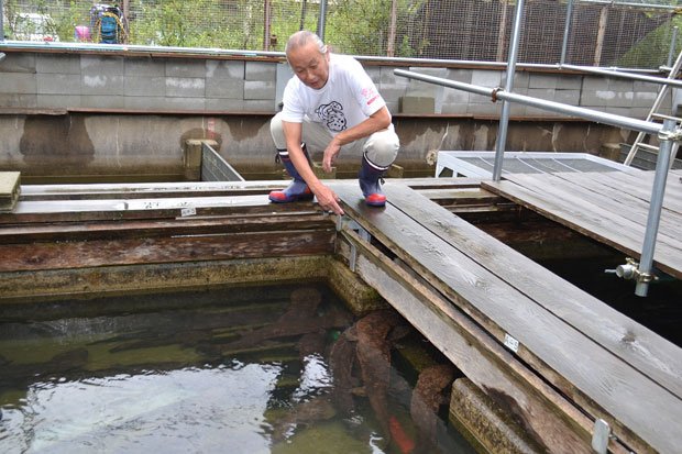 オオサンショウウオの様子を確認する栃本所長。保護プールでは、約２２０匹の交雑種を預かっている