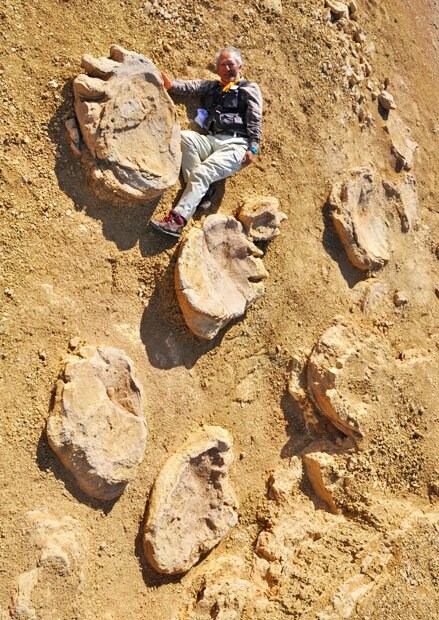岡山理科大−モンゴル共同調査隊が2016〜17年、モンゴル・ゴビ砂漠で発見した同一個体による４歩分の足跡化石と石垣忍教授。足跡の主は、白亜紀に生息した全長30ｍ級の大型植物食恐竜で、巨体を支えるがに股歩きが特徴。時速2km以下で歩行したとみられる。（写真提供＝岡山理科大・モンゴル科学アカデミー古生物学地質学研究所、林原・モンゴル共同調査隊、石垣忍（岡山理科大教授）