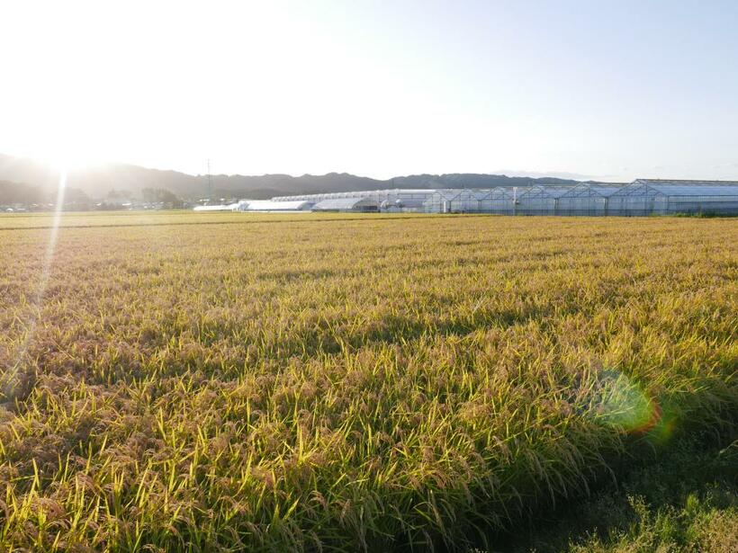 山元町では震災後に農地の区画整理が行われ、大規模農場が次々にできた。津波で被害を受けた鉄道は高架式になって復旧した