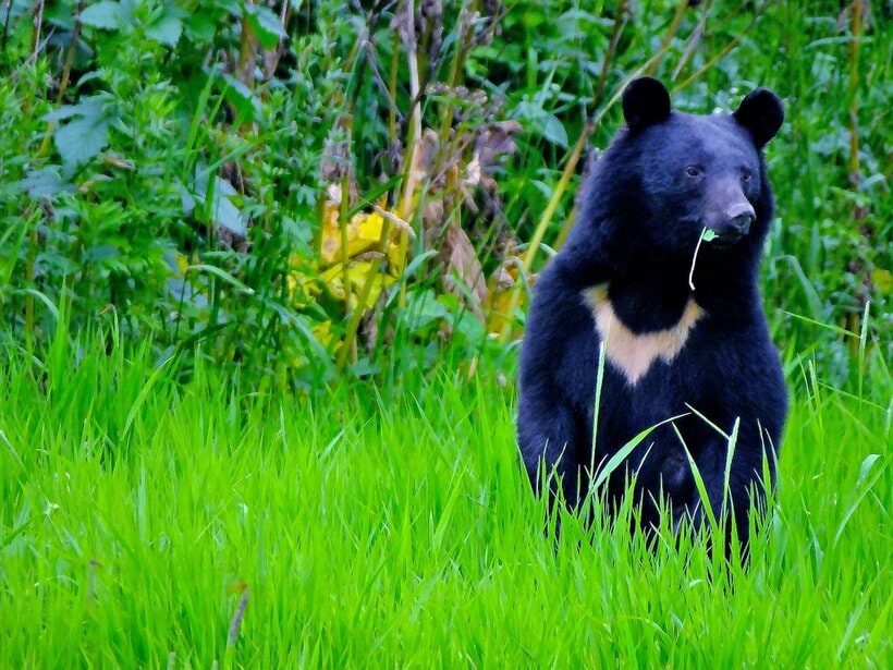 クマは警戒すると立ち上がる。致死的な「顔面パンチ」繰り出す＝米田一彦さん提供