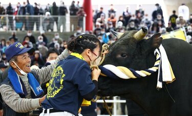 「気をつけないと骨が折れます」　日本で最も盛り上がる「徳之島の闘牛」を撮り続ける写真家・加川徹