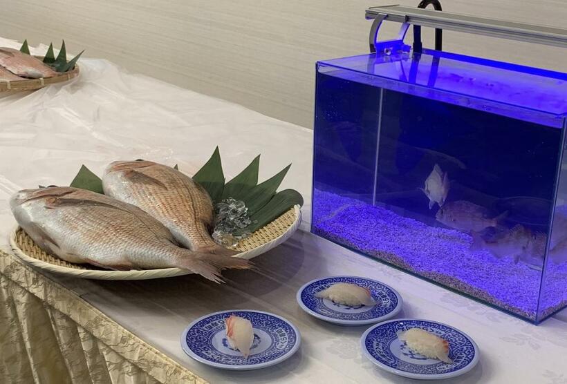 水槽を泳ぐ小さな真鯛たち。いつか立派な寿司ネタに？（写真／筆者提供）