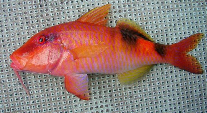 オジサン（出典：WEB魚図鑑）