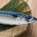 150以上の魚に寄生「アニサキス」の食中毒は秋にも多い 東京海洋大・嶋倉邦嘉准教授が特徴を解説