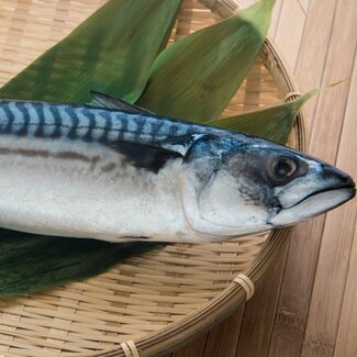 150以上の魚に寄生「アニサキス」の食中毒は秋に多い 東京海洋大・嶋倉邦嘉准教授が原因を解説