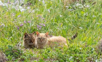 花に囲まれてひなたぼっこする仲良し猫「こんな日がずっと続きますように」【沖昌之】