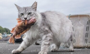 おさかなくわえた猫「木彫りのクマの新作はボクでどうかニャ？！」【沖昌之】