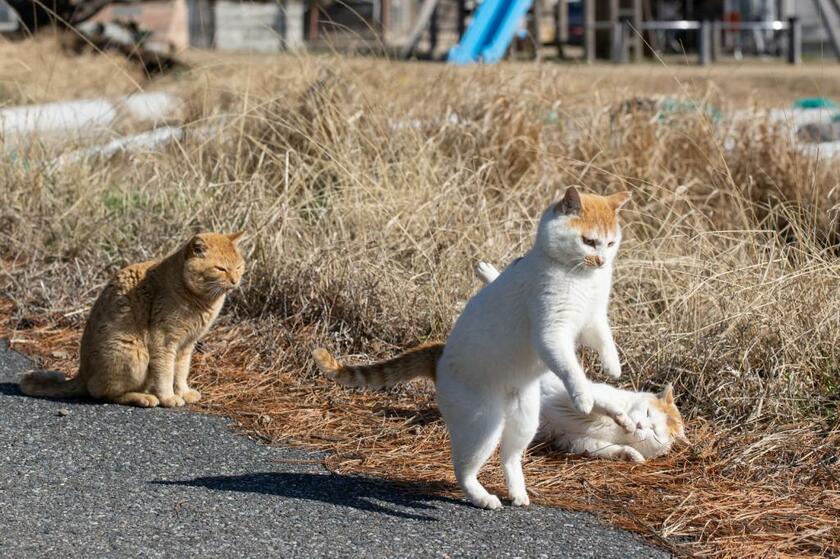 Ｃａｎｏｎ　ＥＯＳ－１Ｄ　Ｘ　Ｍａｒｋ　ＩＩＩ・ｆ５．６・１／２５０秒・ＩＳＯ２００（撮影／猫写真家・沖昌之）