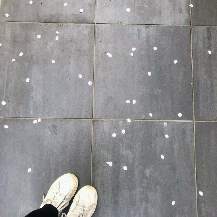 日本では桜がようやく満開で外国の方もわんさか。私は散った花びらが一番好きです(写真:本人提供)