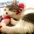 愛猫は最期、甘えた声でナァーンと鳴いて深い眠りについた 闘病と介護、余命に向き合った3カ月