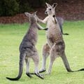 動物も寂しいと感じる? カンガルーのケンカは“示し合わせて”いるの? 動物学者・今泉忠明先生に聞く