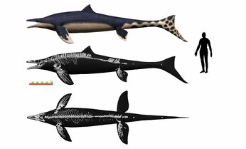 恐竜時代の海の王者”モササウルス”の新種 「ワカヤマソウリュウ」とは⁉