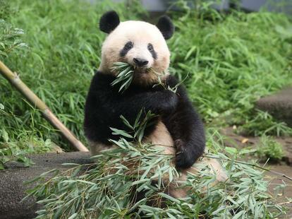 3歳を過ぎて成獣に近い大きさに。元気にササを食べる/2020年6月23日 (c)朝日新聞社