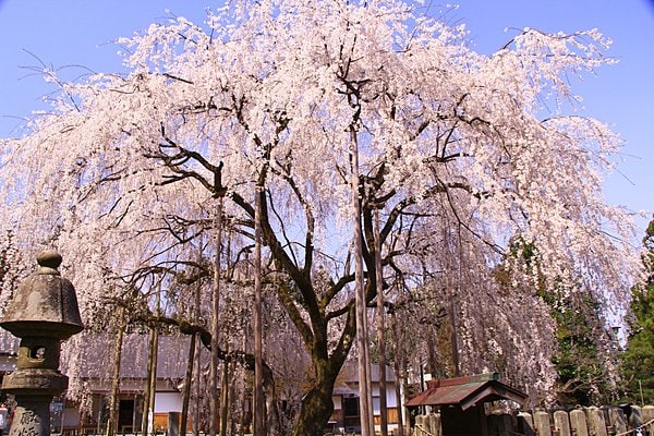 足羽神社には樹齢350年のシダレザクラも