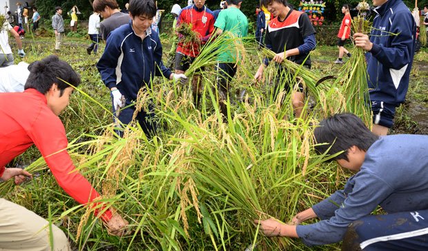 筑波大附属駒場中学・高校／歴代校長も筑波大農学・生物学出身で、校長講話も農業に関する話が多い。写真（上）は１９６４年の田植えの様子。稲作はＯＢと現役とをつなぐイベントにもなっている。部活動が活発で、兼部する生徒も多い。行事も盛んで、特に１１月の文化祭は３日間の延べ入場者数が１万人を超えるほど。高校３年生は夏休みに集中して勉強し、休み明けは文化祭準備にすべてをつぎ込むという。ＯＢに黒田東彦（日銀総裁）、野田秀樹（俳優・劇作家）ら（撮影／関口達朗）
