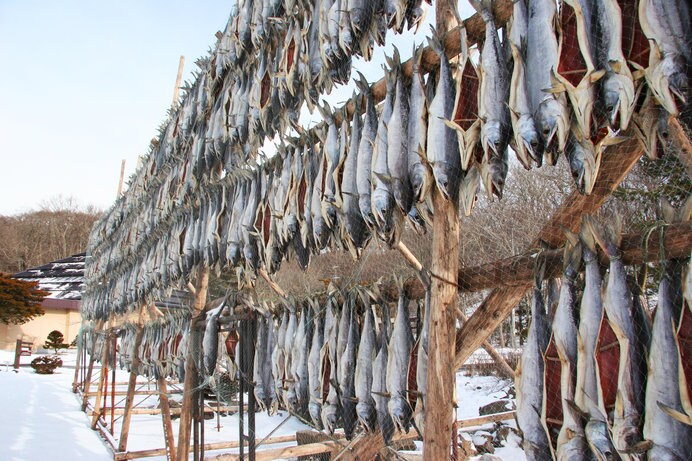 新巻鮭の製造過程。塩漬けの魚をワラに包んで保存したのがはじまり