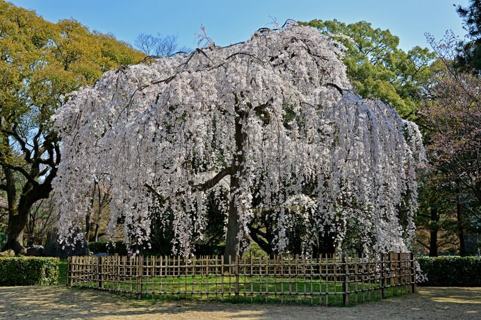 見事に咲く「京都御所」の出水の枝垂れ桜