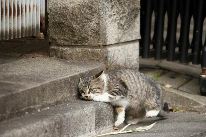 Canon EOS-1D X・f/5.6・1/1250秒・ISO1000(撮影/猫写真家・沖昌之)
