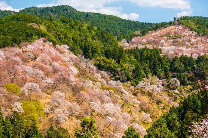 山全体を埋め尽くす吉野山の桜